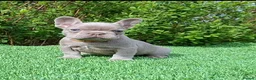 French Bulldog dogs for sale: Gorgeous French Bulldog Puppies  - Advert 33