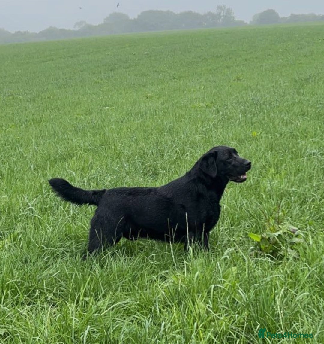 Labrador Retriever dogs for stud: Offering For Stud - KC Registered Black Labrador in Launceston - Image 2
