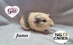 Guinea Pig rodents for sale: Stunning baby guinea pigs available  - Image 4