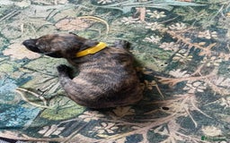 Lurcher dogs for sale: Quality Lurcher pups Deerhound/Grey Wheaten/Grey - Image 13
