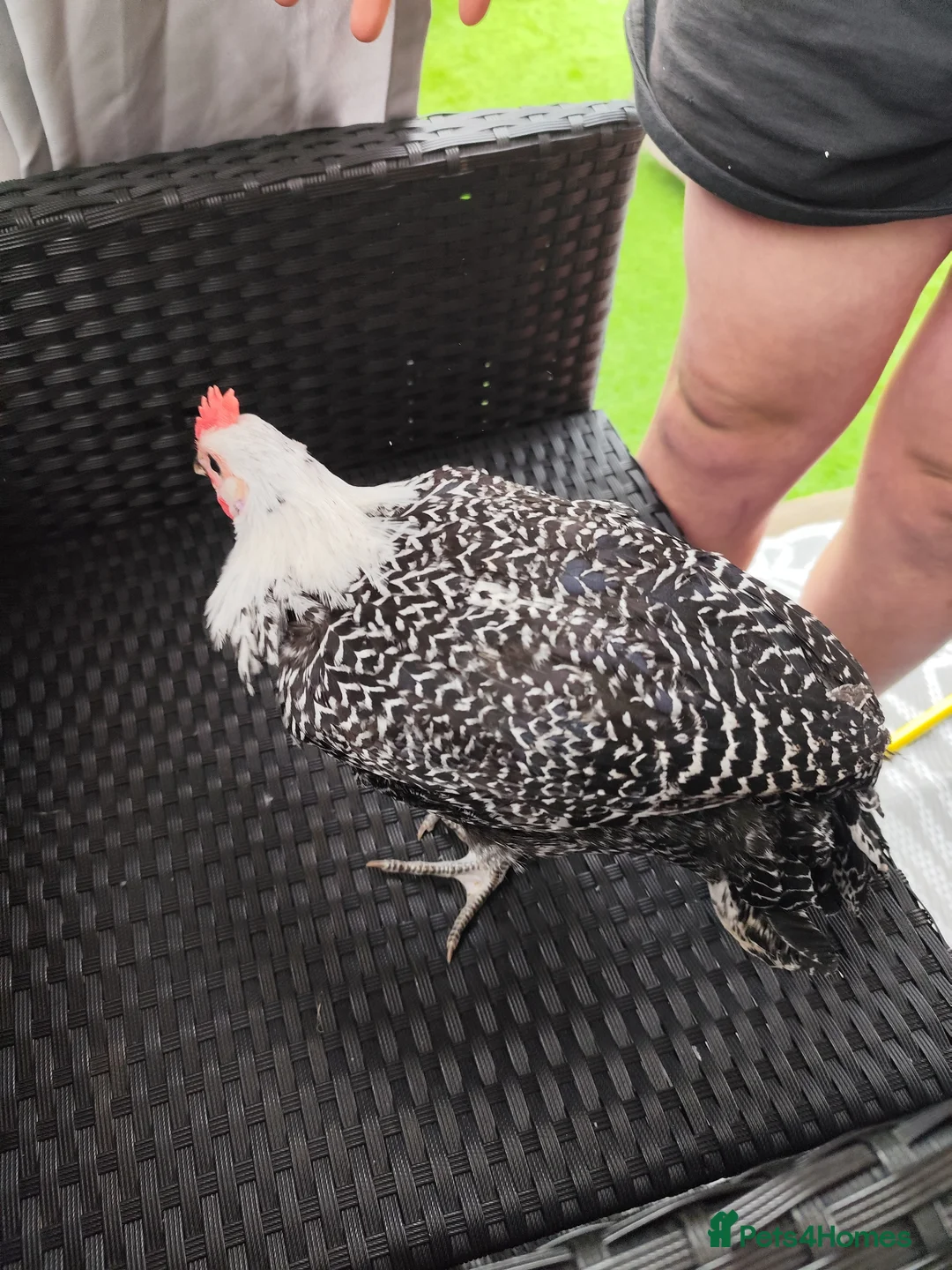 Chickens poultry for sale: Beautiful cockerel/rooster  in Stoke-on-Trent - Advert 2