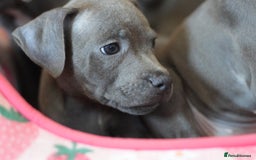 Staffordshire Bull Terrier dogs for sale: 🧸 Adorable Staffy puppies 🧸 - Image 14
