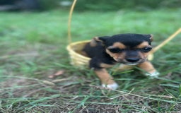 Mixed Breed dogs for sale: Six beautiful puppies  - Image 6