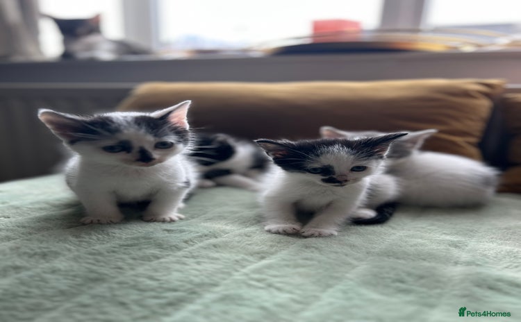 Mixed Breed cats - Advert 8