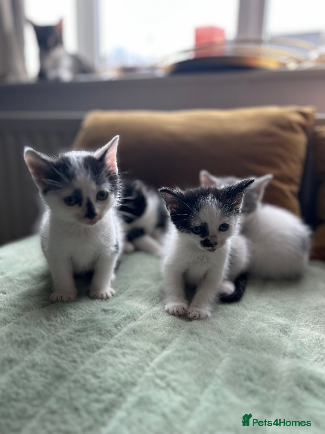 Mixed Breed cats for sale: Mixed breed longer haired  - Image 1