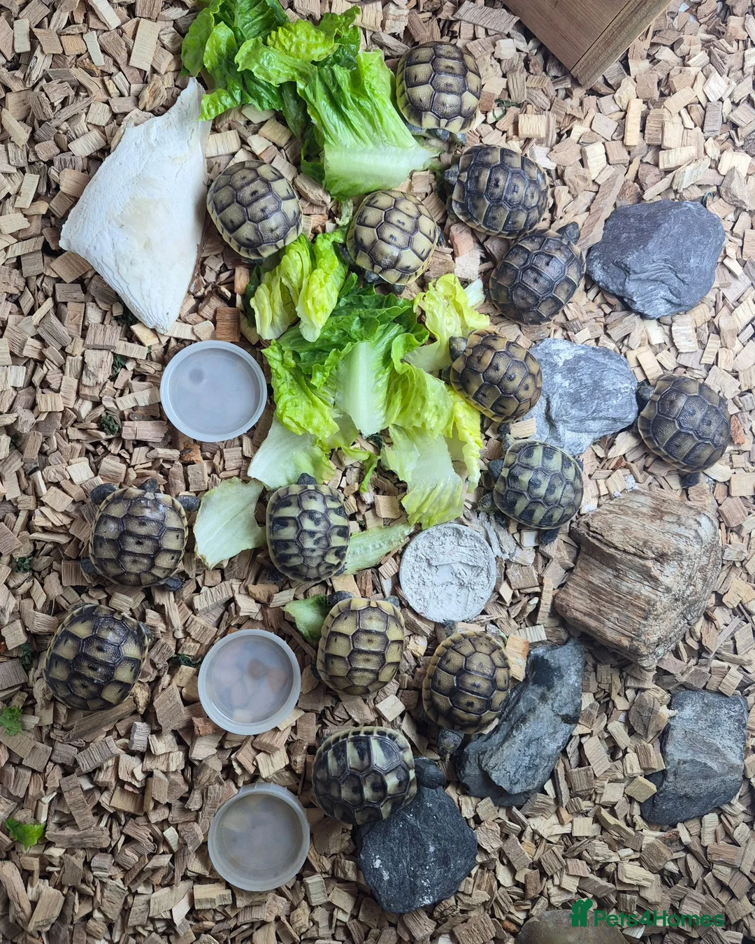 Tortoise reptiles for sale: Mediterranean tortoise hatchlings  - Advert 5