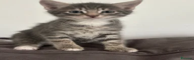 Ragdoll 1