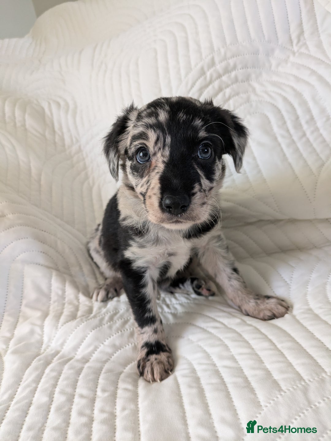 Border Collie dogs for sale: Merle border collie puppy  - Image 4