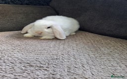 Mini Lop rabbits for sale: mini lop rabbits for sale  .. - Image 3