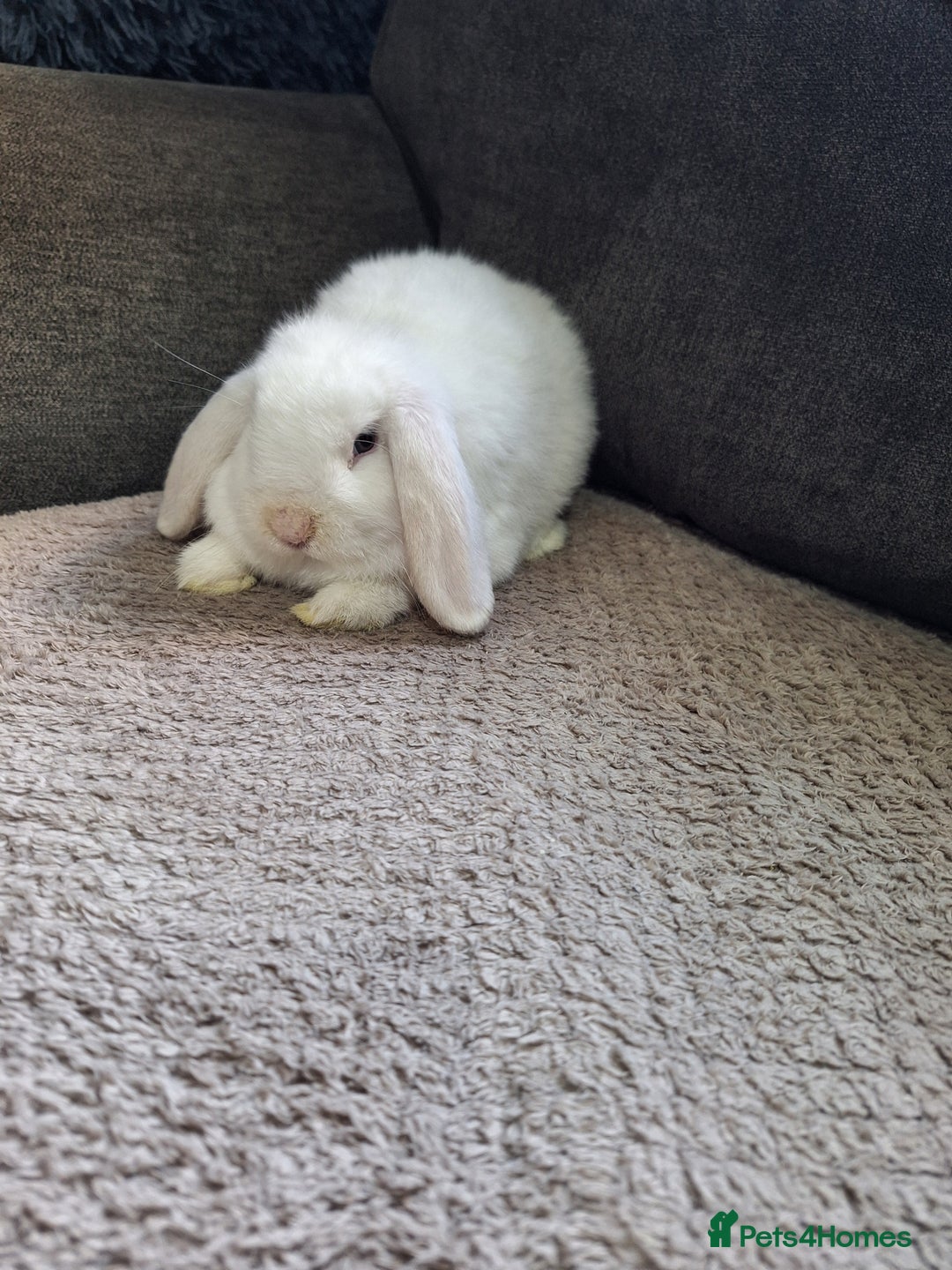 Mini Lop rabbits for sale: mini lop rabbits for sale  .. - Image 3