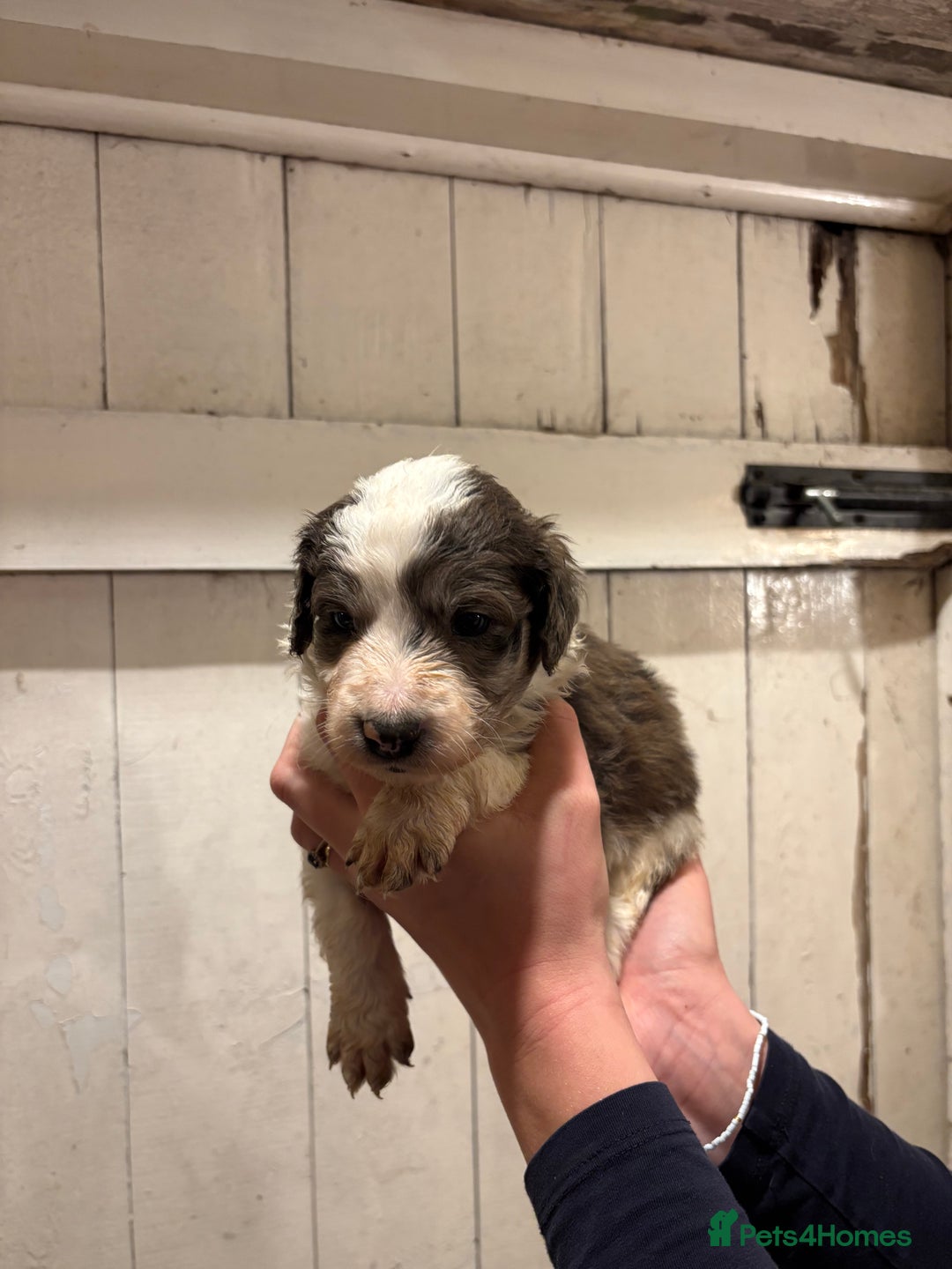 Mixed Breed dogs for sale: Collie x Cokerpoo pups  - Advert 7