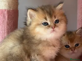 British Shorthair cats White Colourpoint Golden shaded kittens - Advert 3