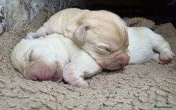 Labrador Retriever dogs for sale: 🖤 Labrador Puppies 💛 - Image 13