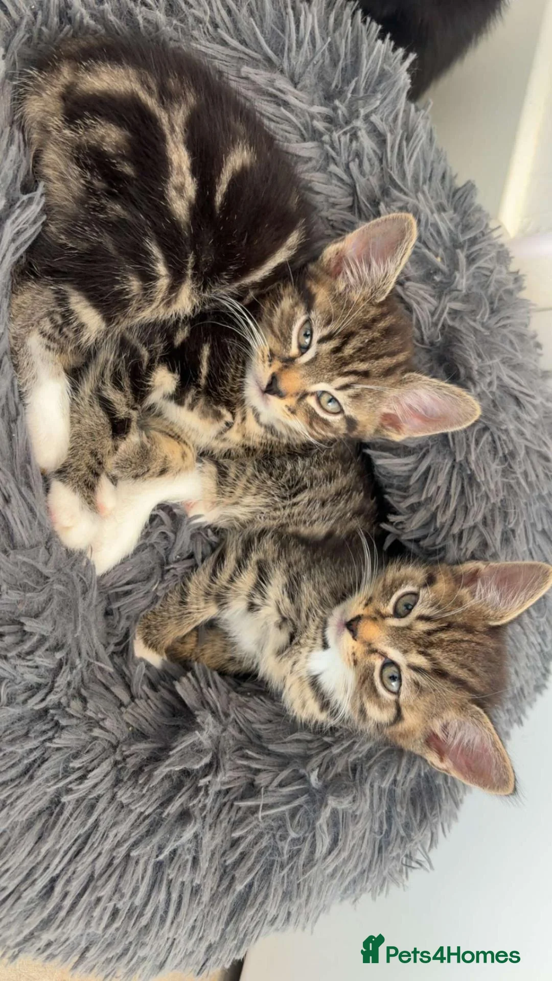 Mixed Breed cats for sale: Tabby kittens  - Advert 4
