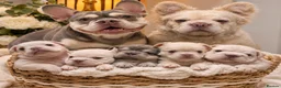 French Bulldog dogs for sale: Testable Visual fluffy French bulldog puppies  in Harlow - Advert 1