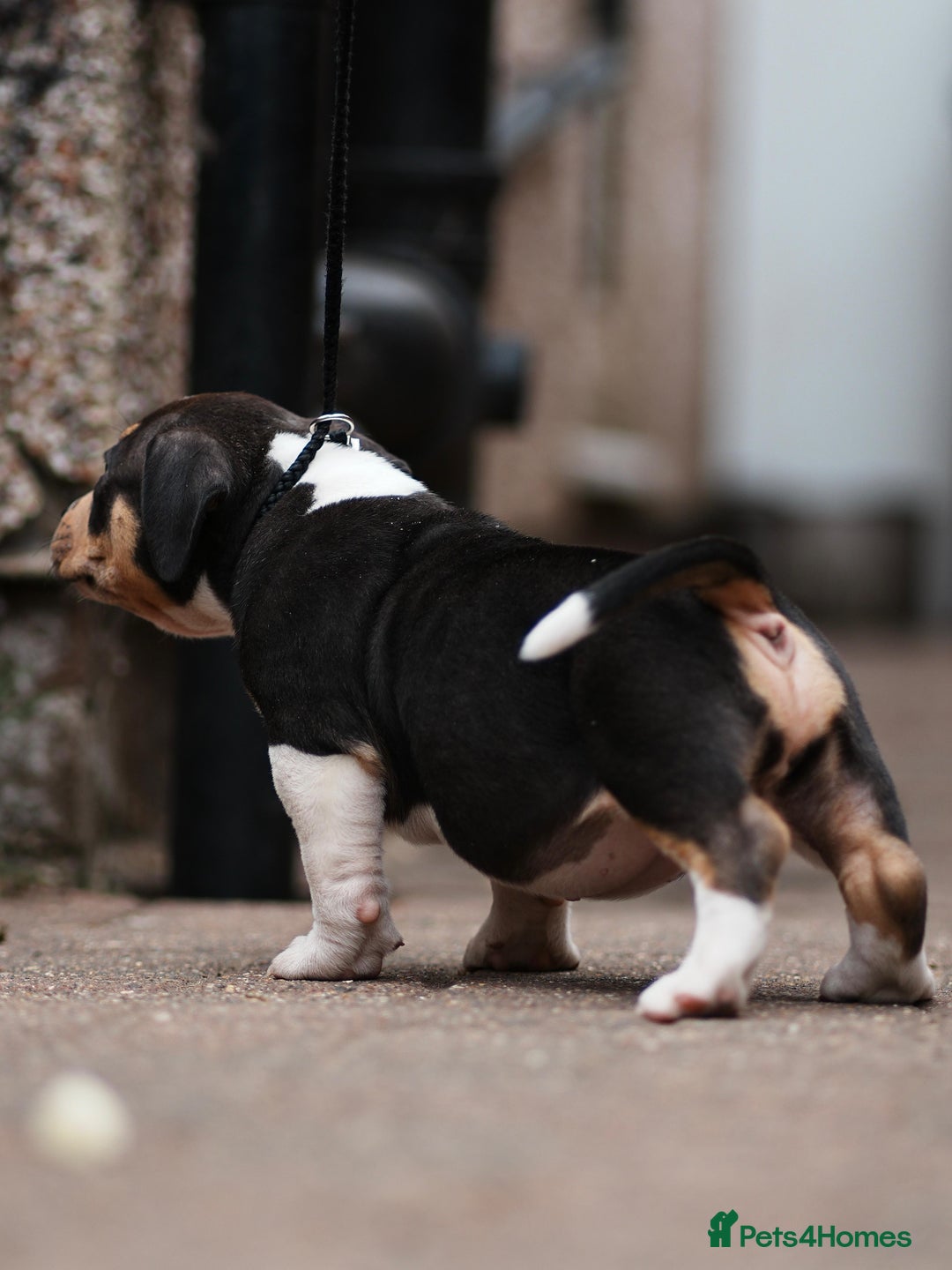 American Bully dogs for sale: Champion Bloodline American Pocket Bully Puppies - Image 32