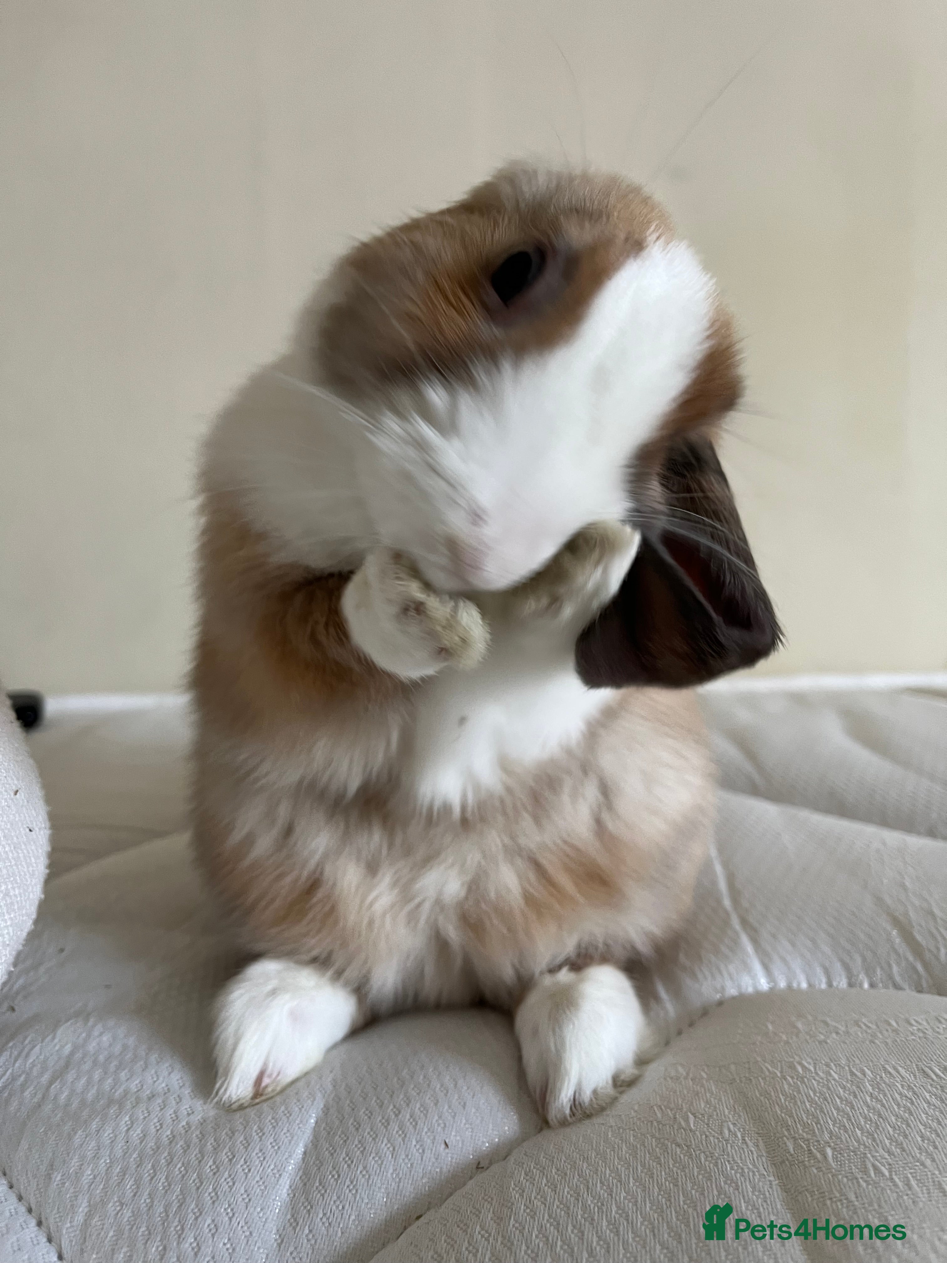 Mixed Breed rabbits (urgent)playful bunny £30 w/o her stuff - Advert 1