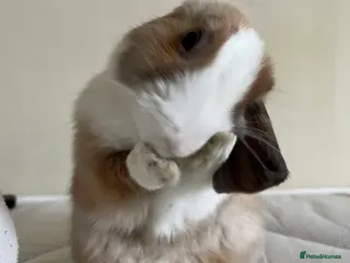 Mixed Breed rabbits (urgent)playful bunny £30 w/o her stuff - Advert 4