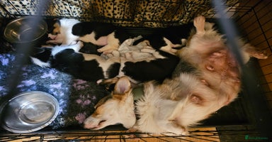 Mixed Breed dogs Corgi x Jack Russell terrier pups - Advert 16