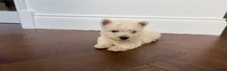 West Highland Terrier dogs for sale: Champion Bloodline, KC reg Puppies in Newark - Advert 17