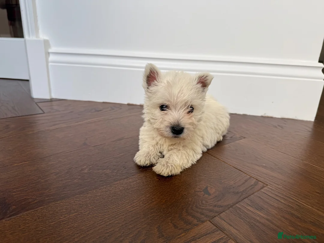 West Highland Terrier dogs for sale: Champion Bloodline, KC reg Puppies in Newark - Advert 17
