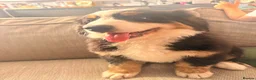 Bernese Mountain Dog dogs for sale: READY NOW Last female KC Bernese puppy  - Advert 10