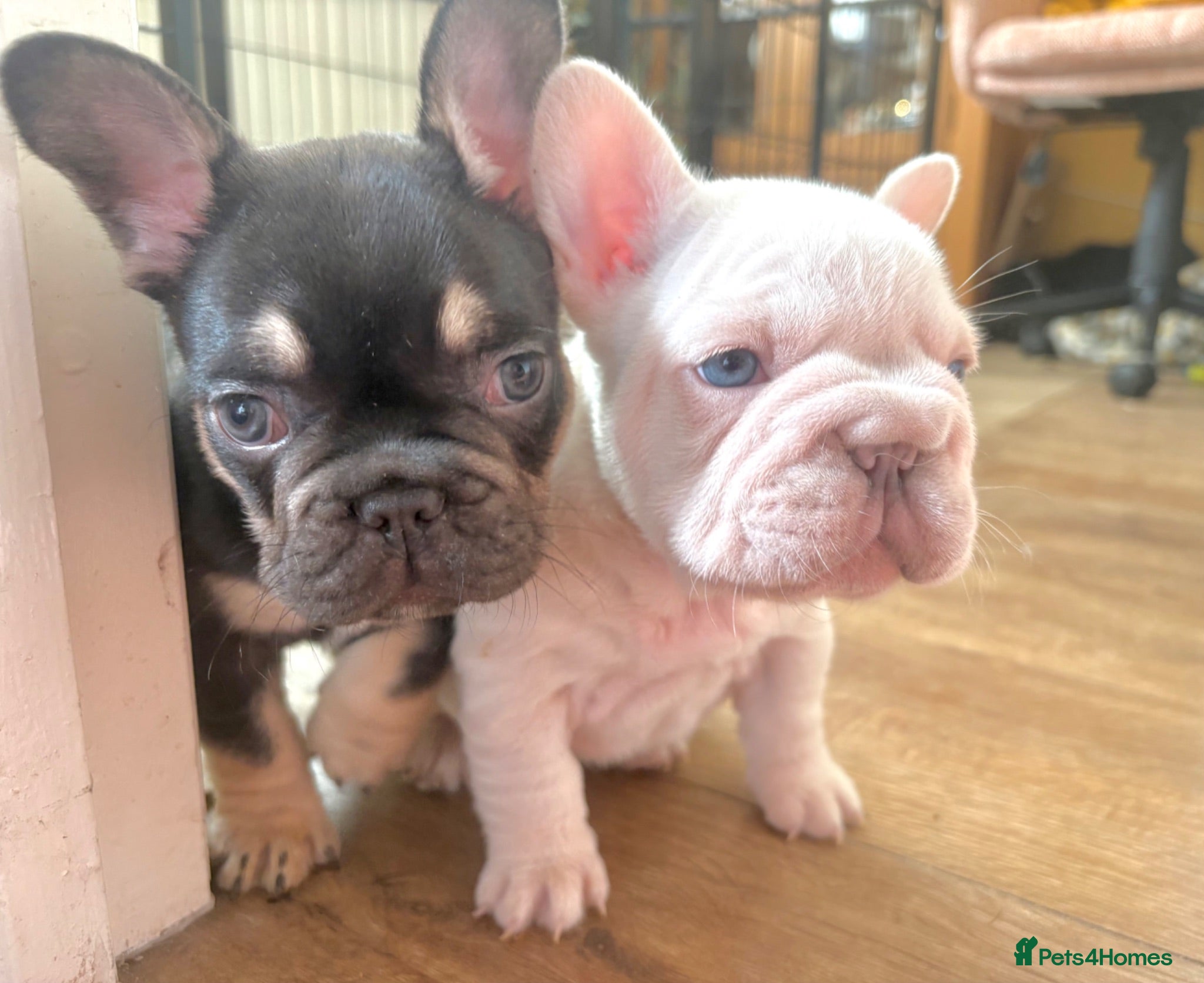 French Bulldog dogs Fluffy French Bulldog Puppies - Advert 10