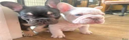 French Bulldog dogs for sale: Fluffy French Bulldog Puppies - Advert 4