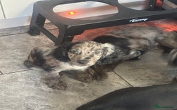 Cocker Spaniel dogs for sale: FINAL REDUCTION working cocker span in Gravesend - Image 3