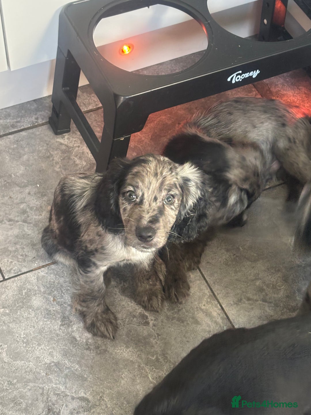 Cocker Spaniel dogs for sale: FINAL REDUCTION working cocker span in Gravesend - Image 3