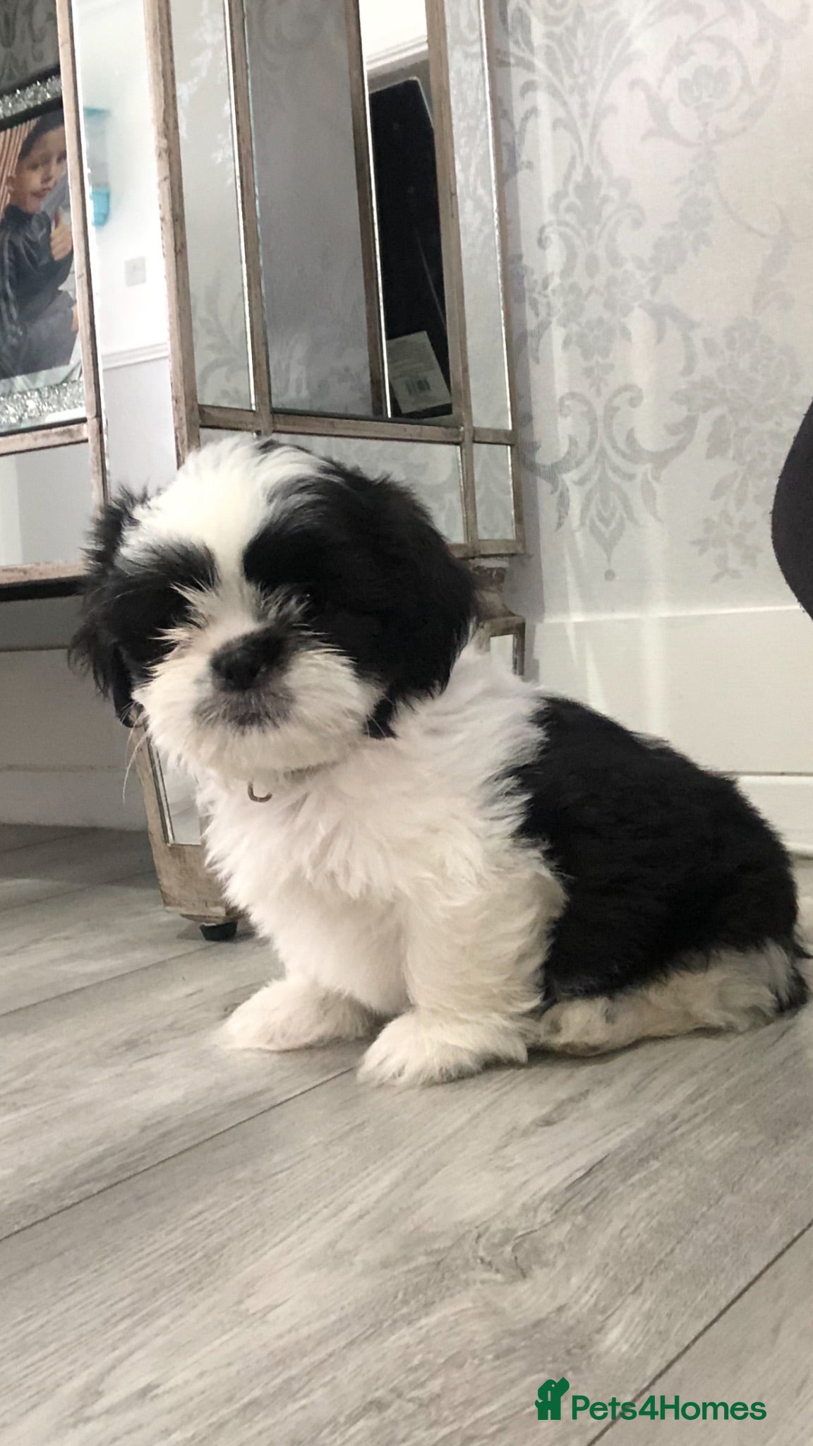 Shih Tzu dogs Shih tzu  - Advert 14