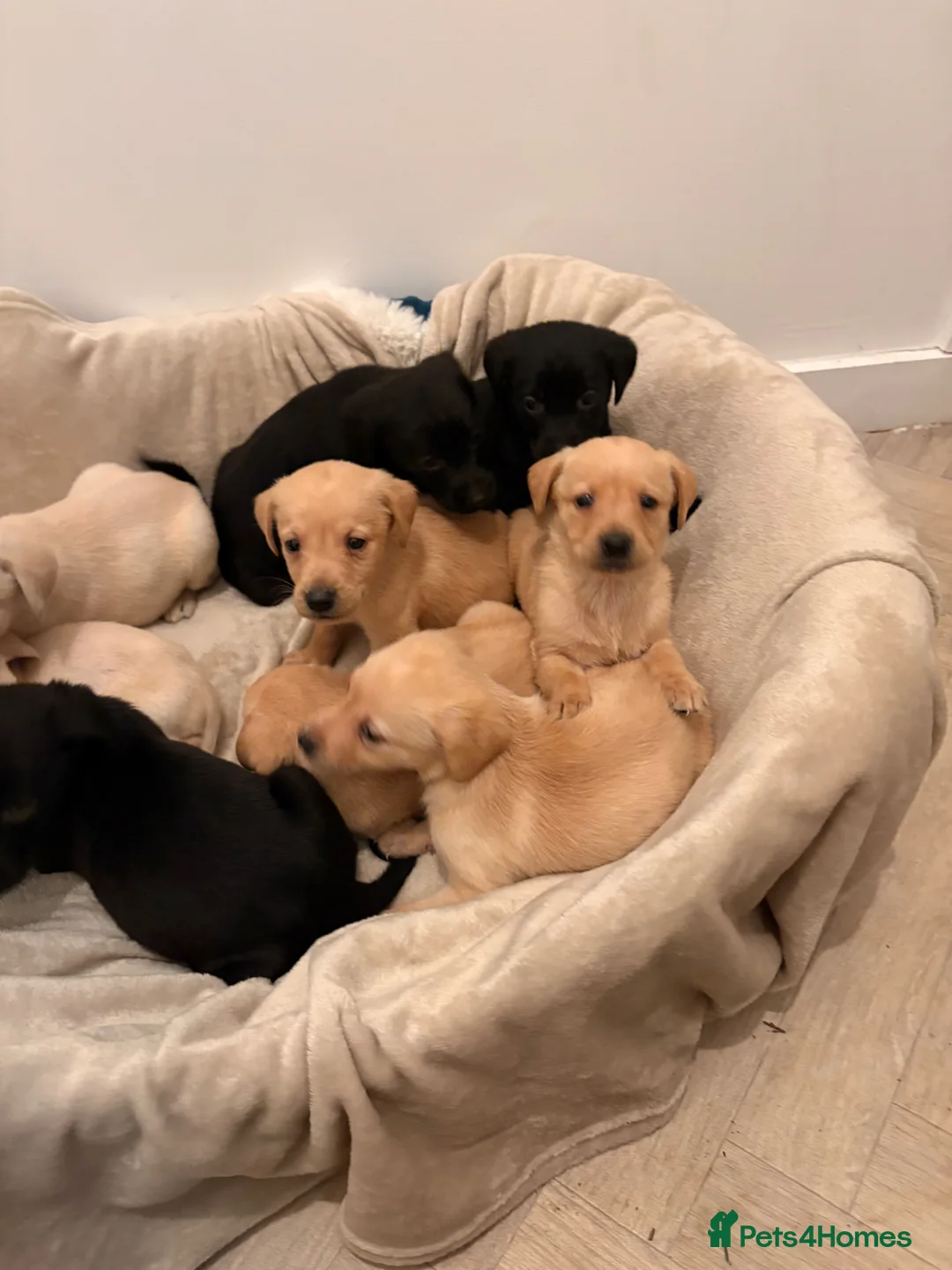 Labrador Retriever dogs for sale: Chunky Labrador puppies  in West Malling - Advert 12