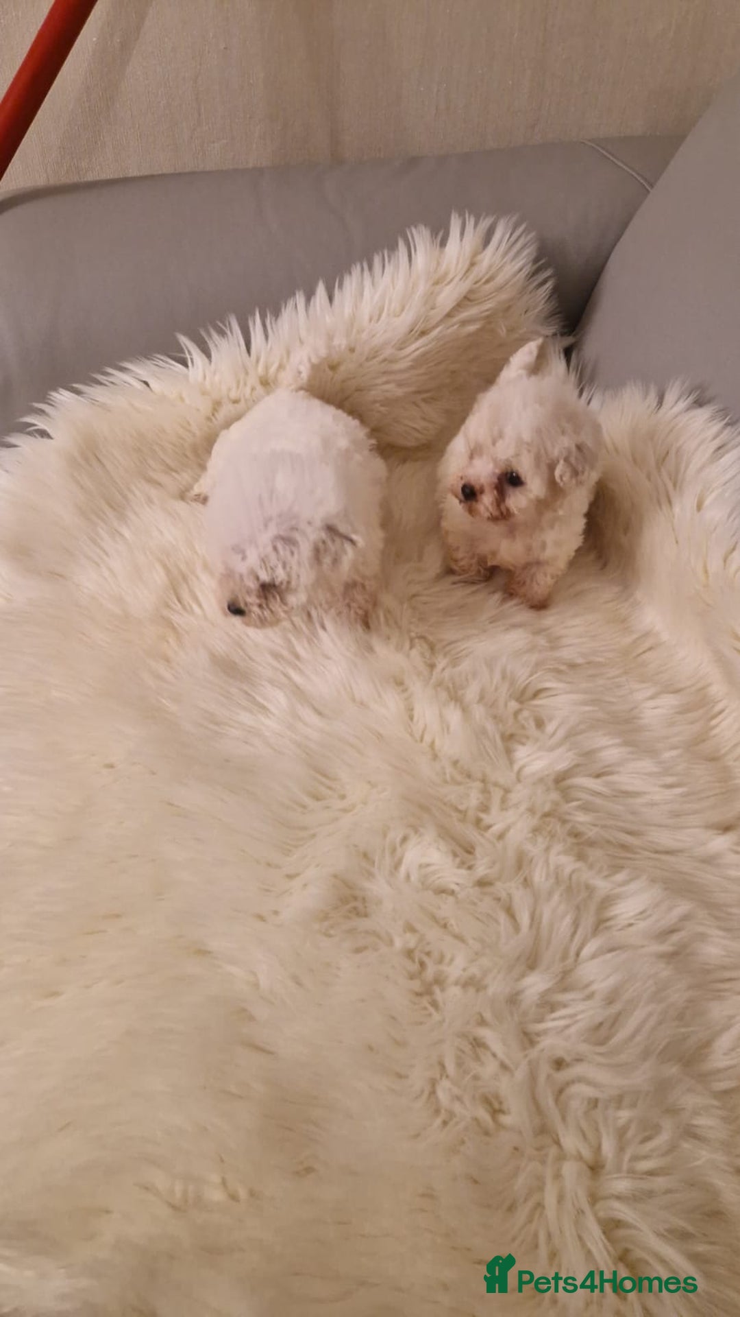 Maltese dogs for sale: Maltese puppies - Advert 4