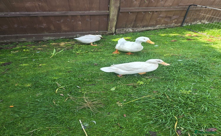 Ducks poultry - Advert 1
