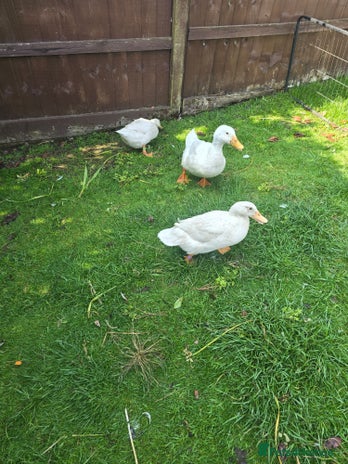 Ducks poultry - Advert 1