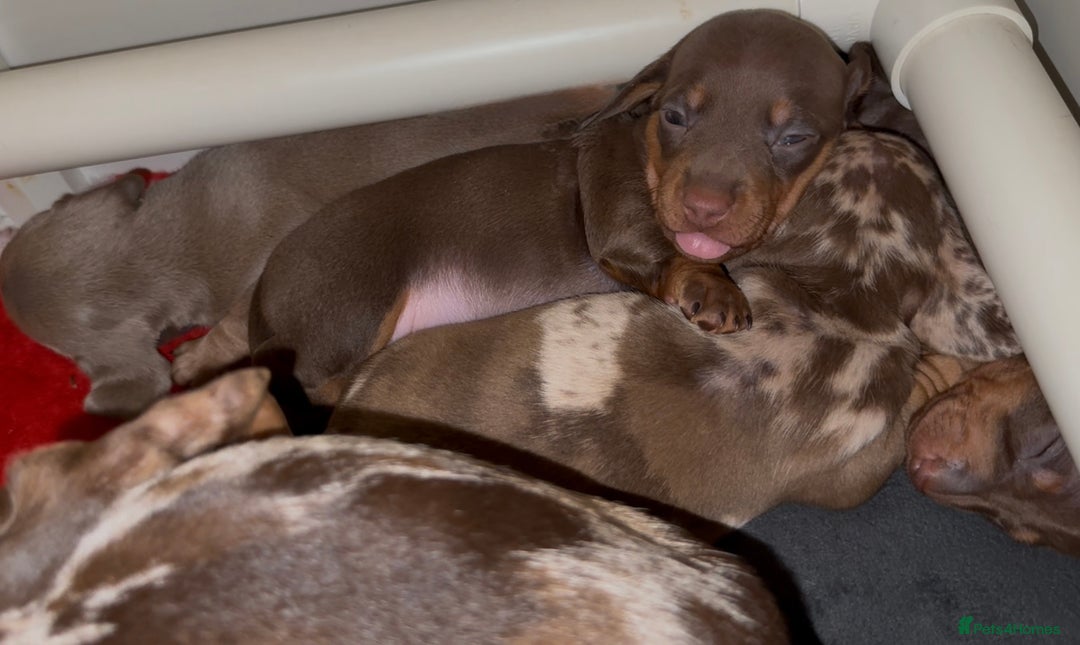 Miniature Dachshund dogs for sale: 🐾🌟KC Reg Miniature Dachshund Puppies🌟🐾 - Advert 32
