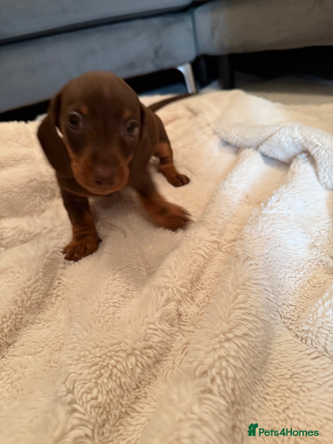 Miniature Dachshund dogs for sale: Miniature dachshund puppy ready to leave  - Image 2
