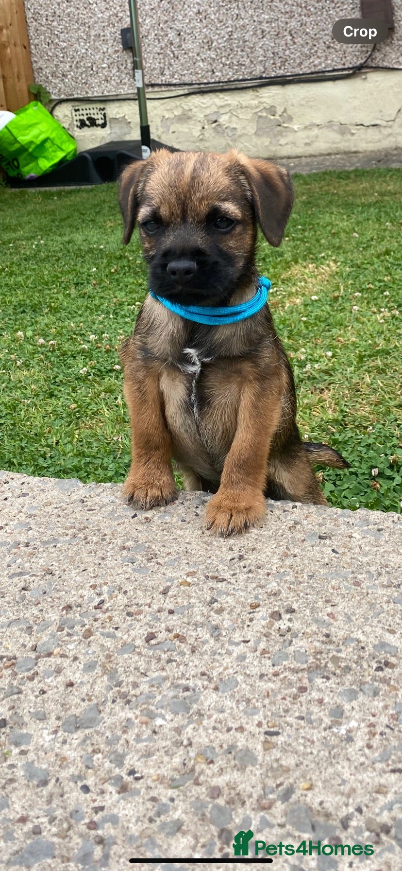 Border Terrier dogs ⭐️KC BORDER TERRIER, 1 BOY READY TO LEAVE NOW. - Advert 5