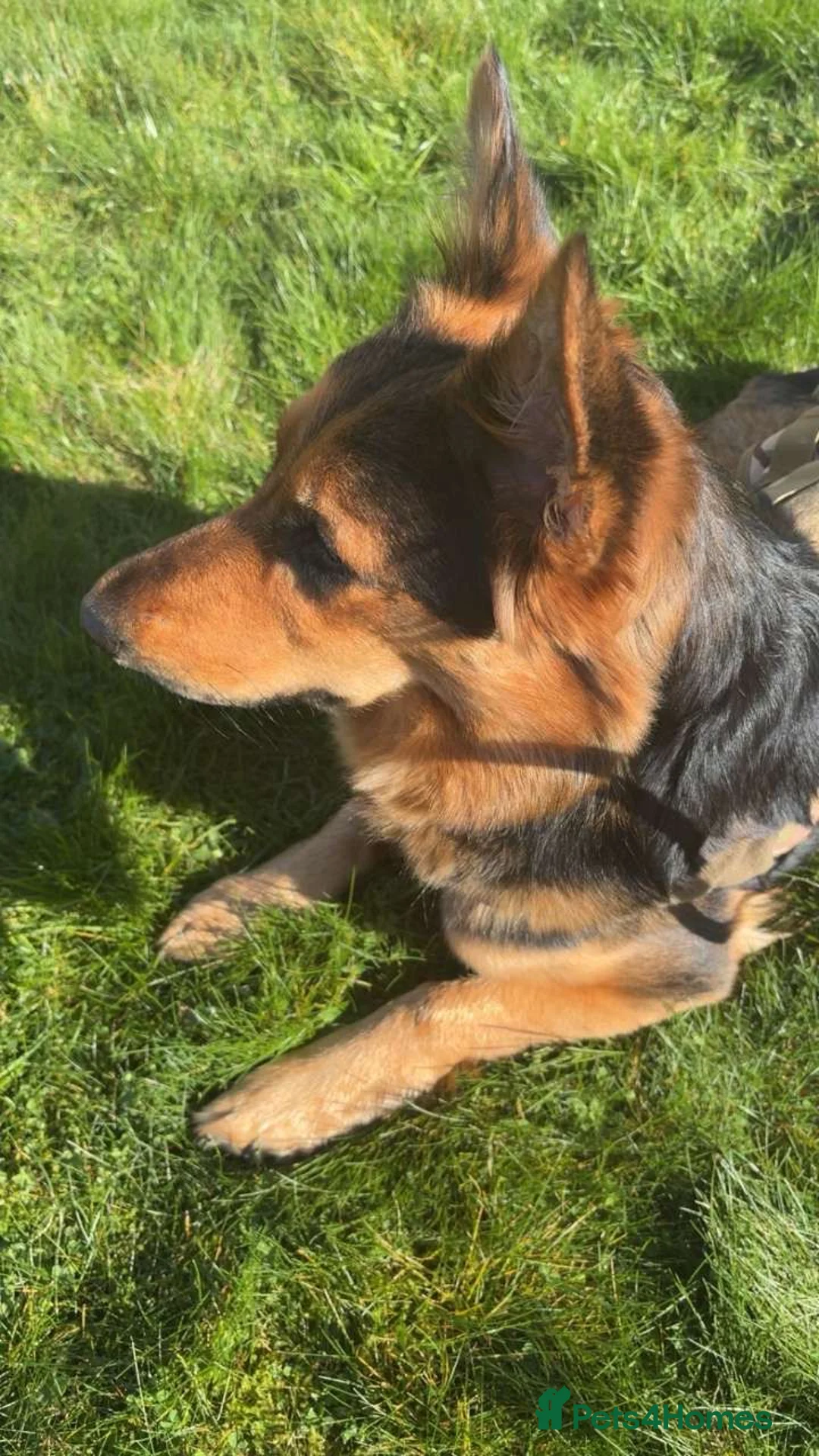 Mixed Breed dogs for sale: Best dog in the world for sale  in Birmingham - Advert 1