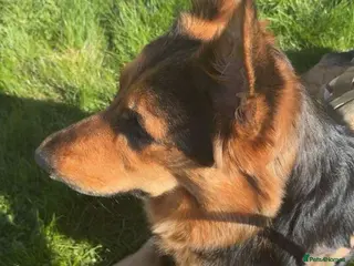 Mixed Breed dogs Best dog in the world for sale - Advert 1