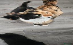 Mixed Breed cats for sale: Female kitten - Image 4