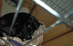 Mixed Breed dogs for sale: Beautiful litter of spaniel Cross  - Image 37