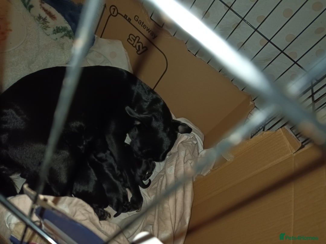 Mixed Breed dogs for sale: Beautiful litter of spaniel Cross  - Image 37