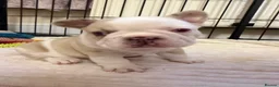 French Bulldog dogs for sale: French Bulldog Puppies – 3 Girls & 1 Boy 🐾💕 - Advert 15