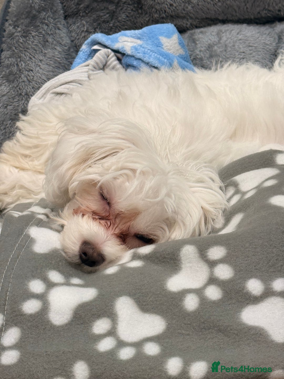 Maltese dogs for sale: Puppy named Bambi  - Advert 2