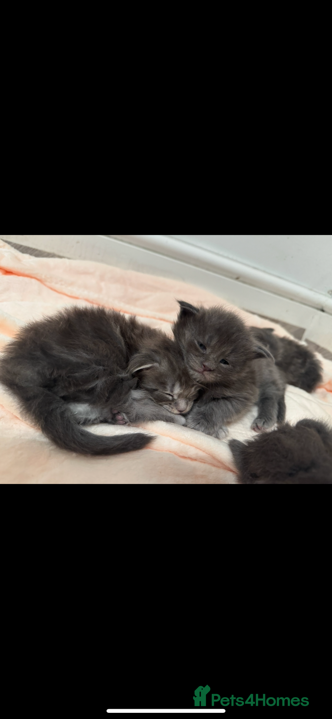 Maine Coon cats for sale: Maine Coon TICA registered✨ - Advert 11