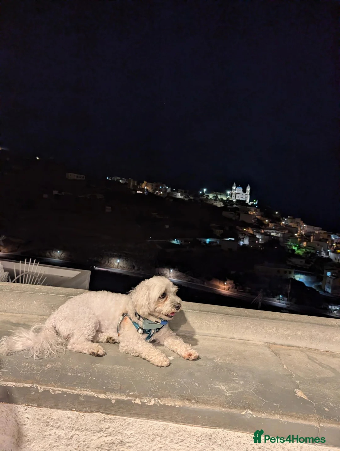 Maltese dogs for stud: 🐾 Meet Buddy – Maltichon Boy for Stud ONLY! ❤️🐾 in Mitcham - Advert 2