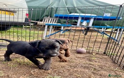 Patterdale Terrier dogs for sale: Gorgeous patterdale pups for sale  - Image 8