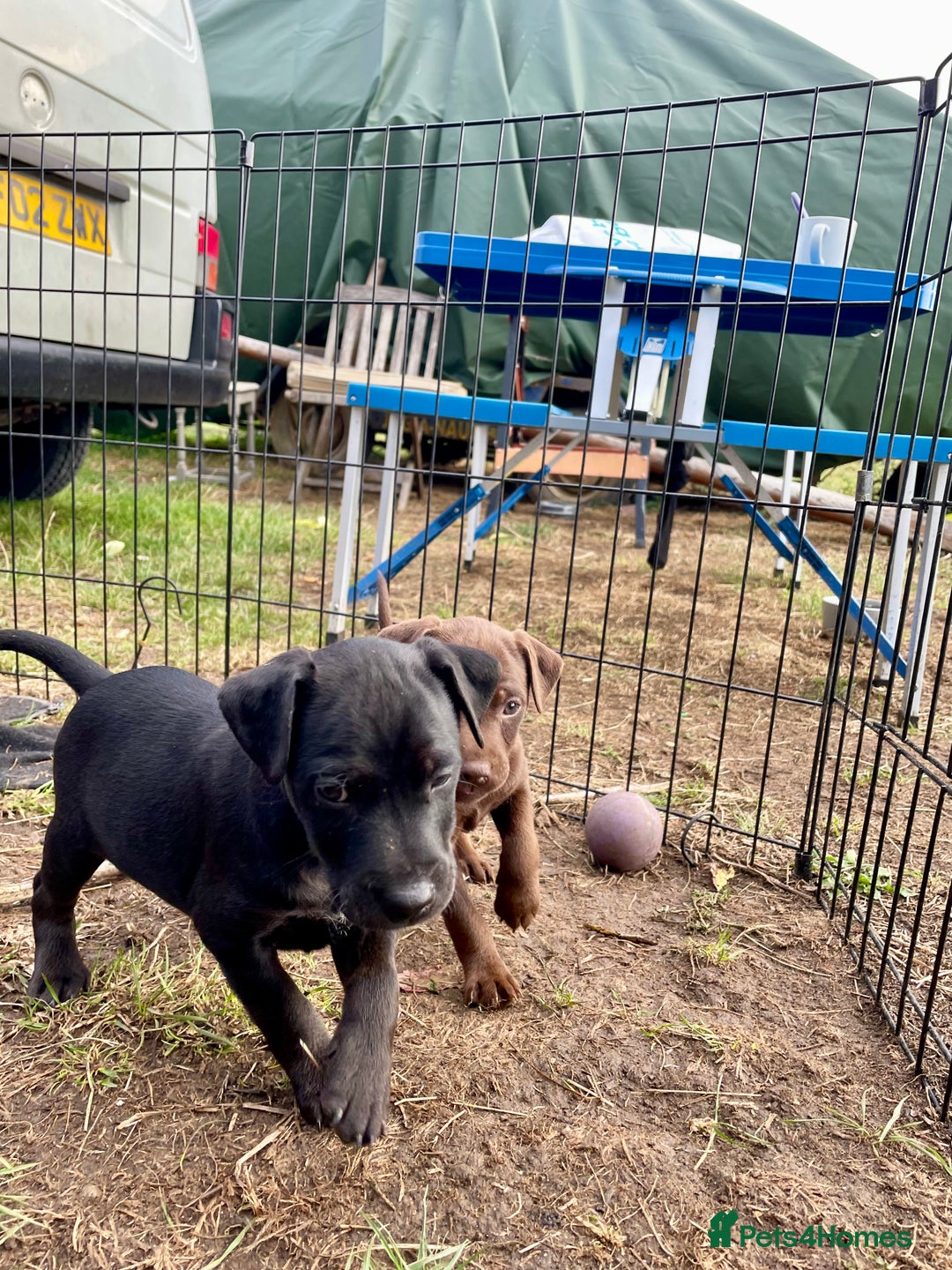 Patterdale Terrier dogs for sale: Gorgeous patterdale pups for sale  - Image 8