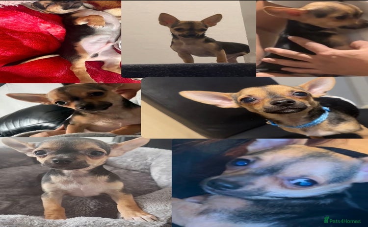 Chihuahua dogs - Advert 13